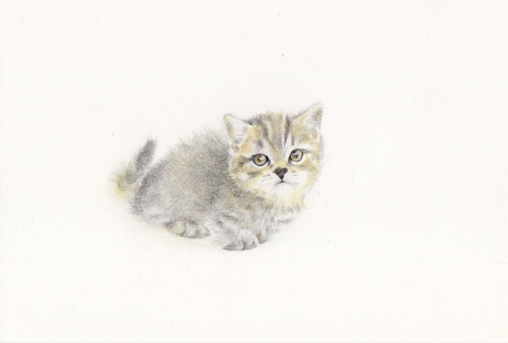 子猫(16)