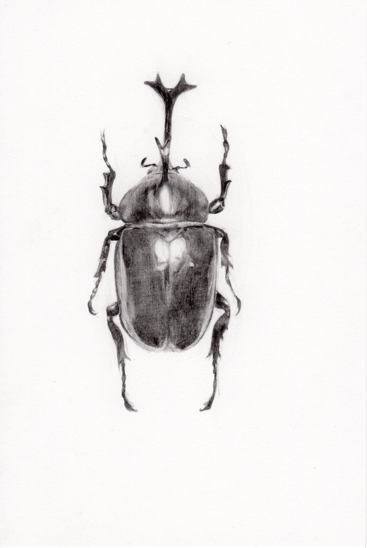 カブトムシ