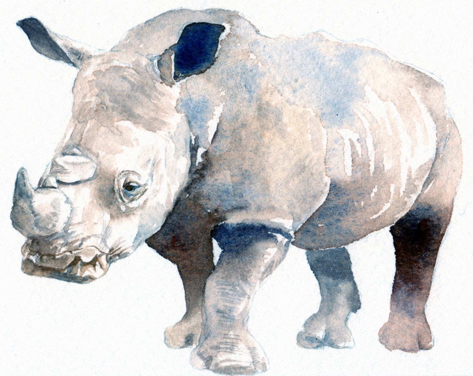 サイ