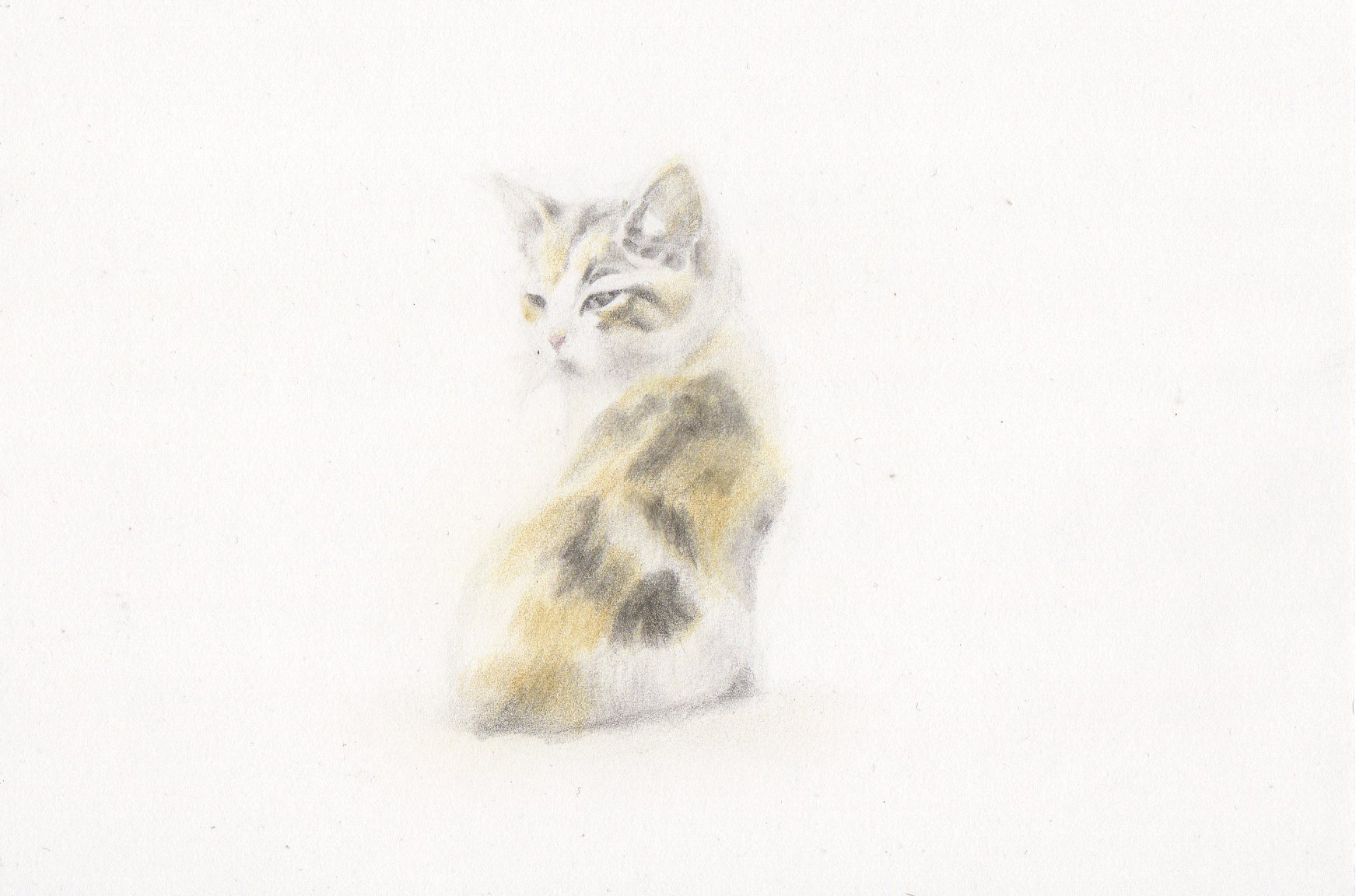 子猫(14)