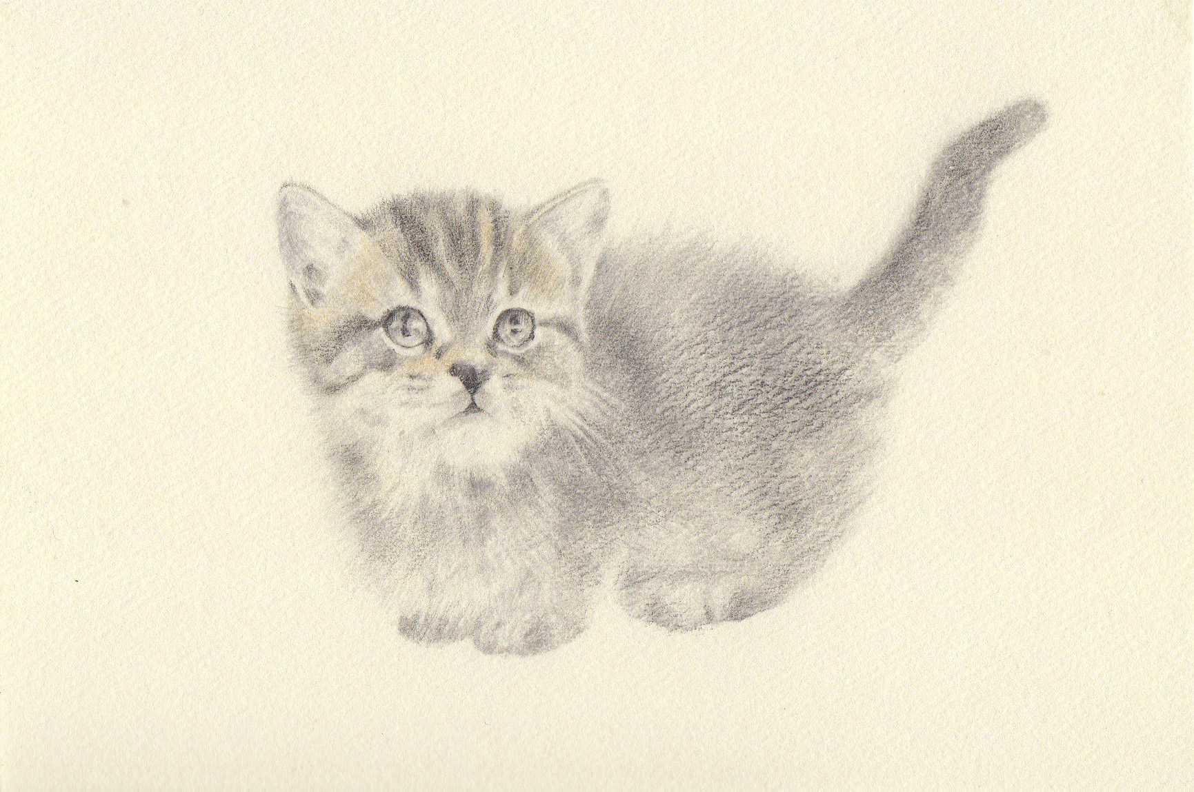 子猫(15)（マンチカン）
