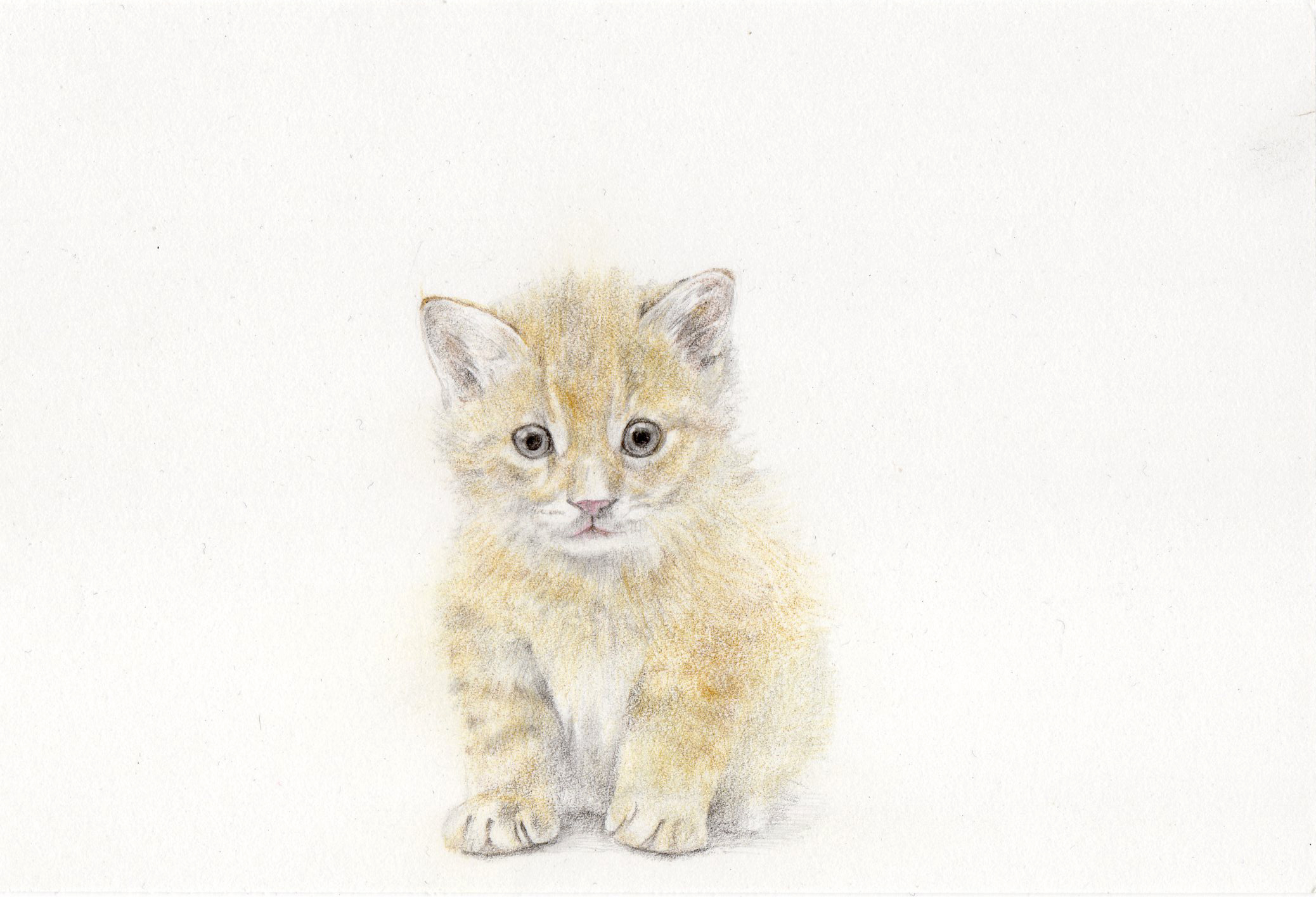 子猫(2)