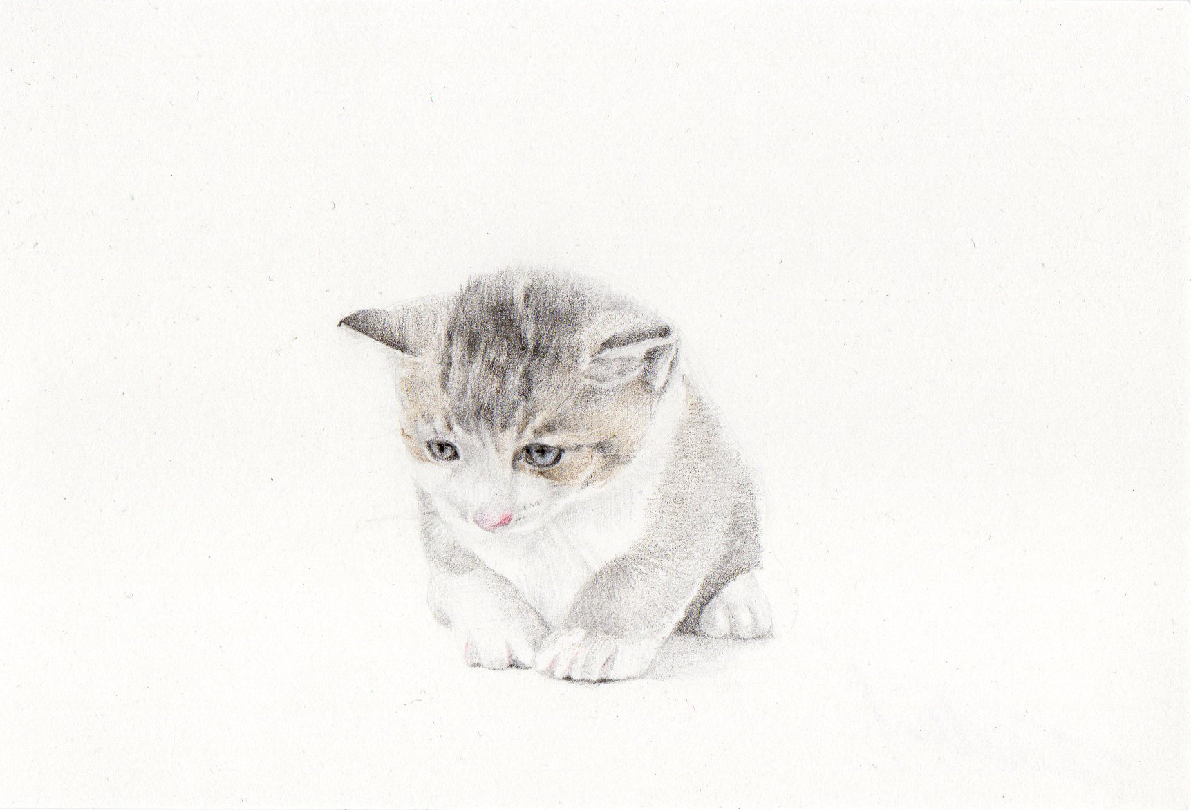 子猫