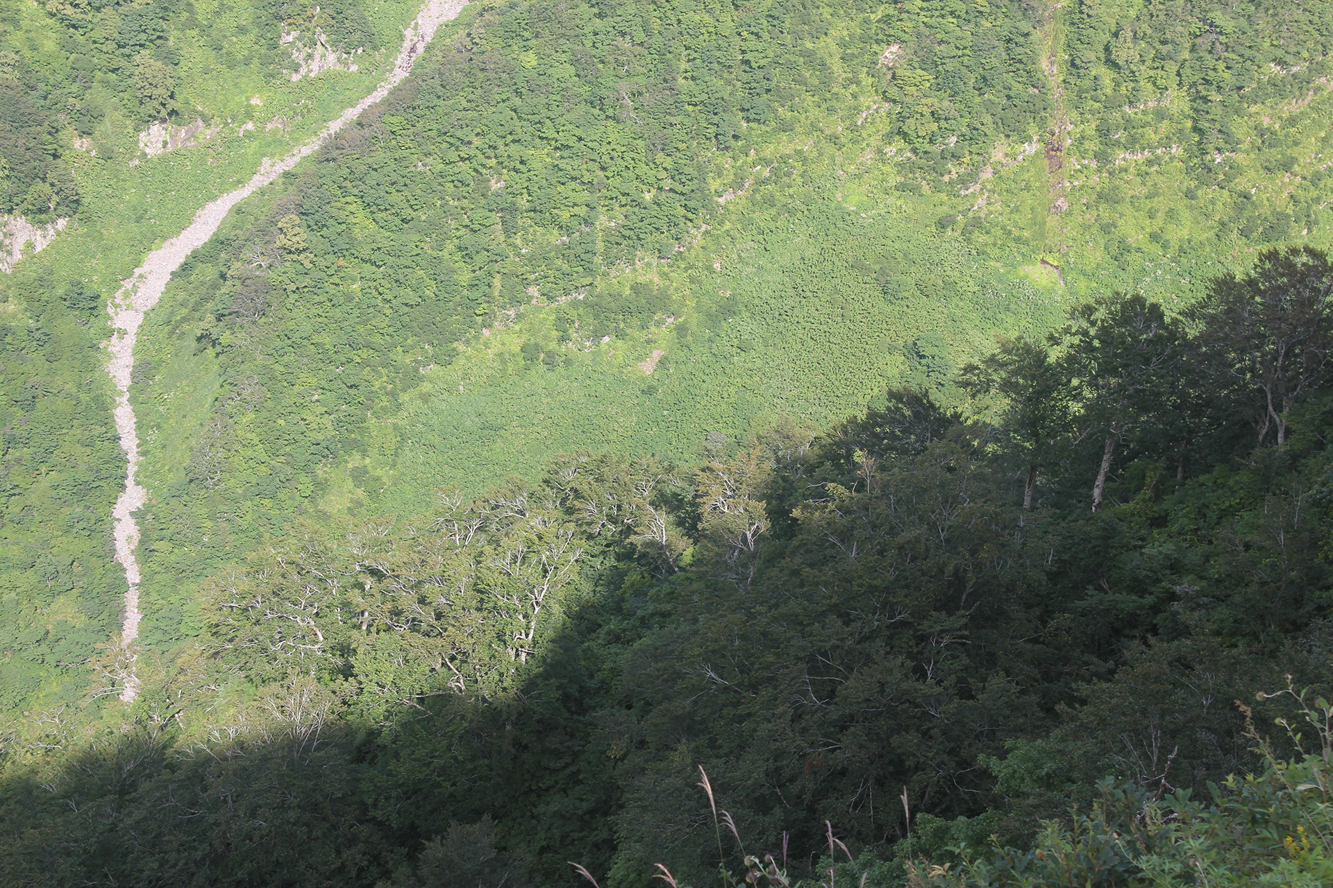 広大な鳥海山の裾野と植生